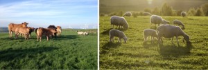 cow-sheep