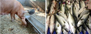 pig-fish