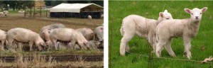 15-05-pics1