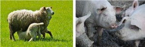 16-05-SHEEP-PIGS